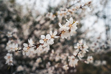 blossom in spring