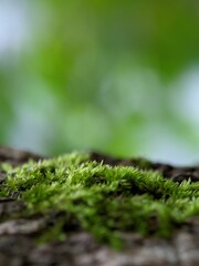 moss on a tree