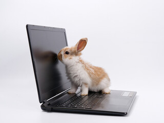 rabbit geek IT master behind a laptop on a white background - 584300206