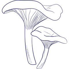 isolated icon chanterelle mushroom. line hand-drawing mushrooms