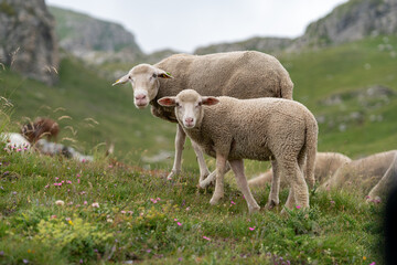Schafe im Gebirge