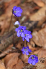 Anemone hepatica ,spring flowering plant