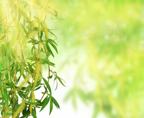 green leaves in garden. Eco green wall. Natural backdrop. Beauty in nature. Green leaves with natural pattern wallpaper.