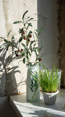 Olive branch with olives in an empty bottle, a vase on a sunny windowsill