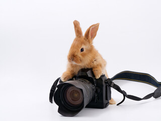 rabbit photographer camera on a white background - 584302266