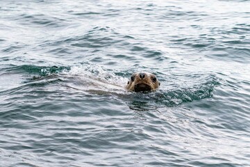 sea lion swimming in cold blue ocean water during the day