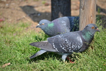 公園の鳩