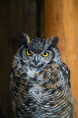 epic wide portrait shot of owl full body showing eyes and color pattern on feathers