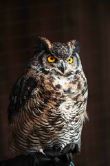 large brown white and grey owl with yellow eyes stares at camera with curious look