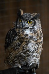 large brown white and gray owl with yellow eyes stares to the left of the camera