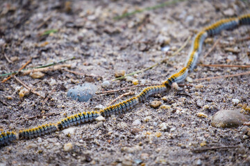 pest of pine processionary caterpillar in pine forests