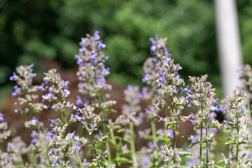 Purple Catmint Flowers