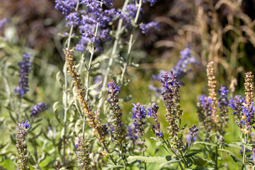 Russian Sage Flowers