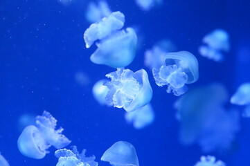水中を漂う可愛いクラゲ　キャノンボールジェリー（Cannonball jelly）