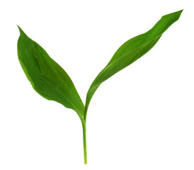 Green leaves pf Lily of the valley isolated on white or transparent background - obrazy, fototapety, plakaty