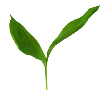Green leaves pf Lily of the valley isolated on white or transparent background
