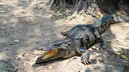 Crocodiles bask in the sun. Crocodiles in the pond. Crocodiles Resting at Crocodile Farm in Thailand.
