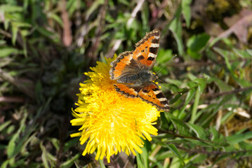 Small tortoiseshell butterfly (Aglais urticae) sitting on yellow dandelion in Zurich, Switzerland