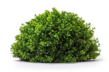Obraz premium Bush isolated in white background (AI generated)