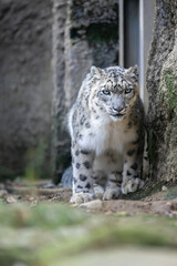 Fototapeta na wymiar snow leopard in zoo