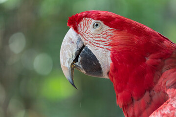 Scarlet macaw in Foz do Iguaçu/PR / Brazil