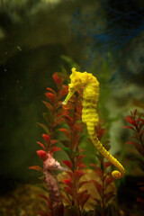 A yellow seahorse and a pink seahorse with red aquatic plant in water.