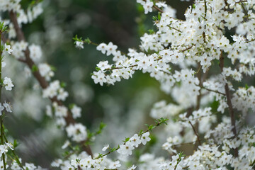 Spring Time in the Istanbul Bosphorus, Uskudar Istanbul, Turkiye