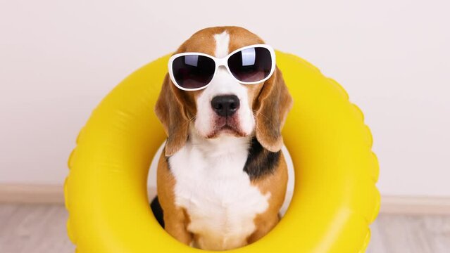 A beagle dog wearing sunglasses and a inflatable floating ring  while waiting for a vacation at sea.