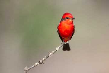 Vermilion Flycatcher perched,Pyrocephalus rubinus, La Pampa, Argentina
