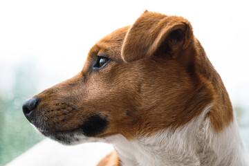 Jack Russell Terrier portrait near the window