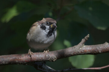 Tree Sparrow