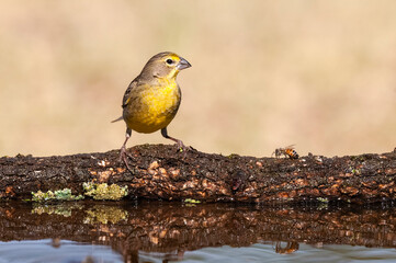 Saffron Finch ,Sicalis flaveola, La Pampa, Argentina.
