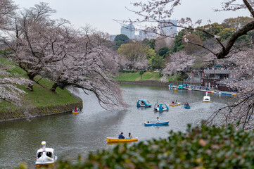 東京都千代田区九段にある千鳥ヶ淵に咲く桜