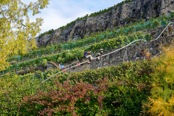 Fototapeta na wymiar Monorail dans les vignes du Lavaux en Suisse