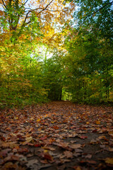 Vibrant colours of autumn leaves in Canada.