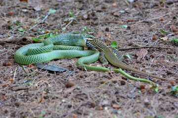 Golden Tree Snake