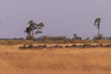 Naklejka na ściany i meble Telephoto shot of a large herd of Burchell's Plains zebras, Equus quagga burchelli, running on the dry lands of the Okavango Delta, Botswana.