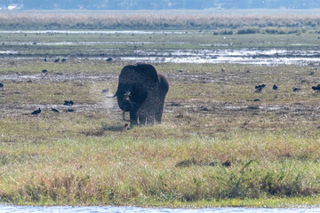 Telephoto shot of an African Elephant feeding itself on the banks of the Chobe River. Chobe National Park, Botswana.
