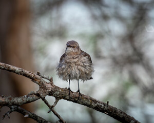 Fierce and Feisty: Capturing the Angry Northern Mockingbird in Action