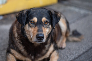 Portrait of a stray dog taken in front on the pet shop entrance