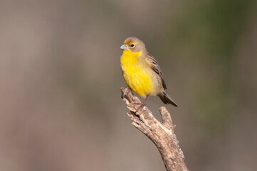 Saffron Finch ,Sicalis flaveola, La Pampa, Argentina.