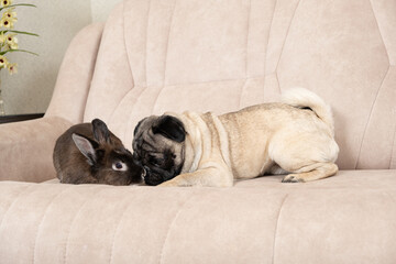 The relationship between a pug and a rabbit, friendship and love of pets.