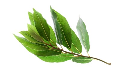 Obraz premium A branch of laurel isolated on white background. Fresh bay leaves.