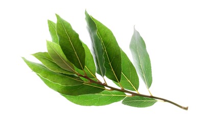 A branch of laurel isolated on white background. Fresh bay leaves.