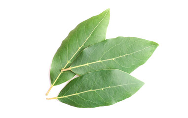 Beautiful laurel leaves isolated on white background. Fresh bay leaves.