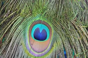 Green Peacock feathers