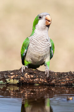 Parakeet, feeding on wild fruits, La Pampa, Patagonia, Argentina