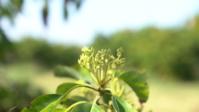 Flowering avocado tree in Israel
