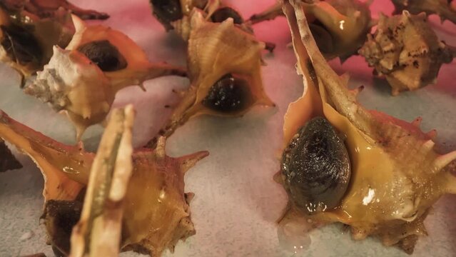 Live molluscs in their shells