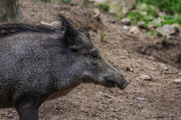 wild boar in the forest